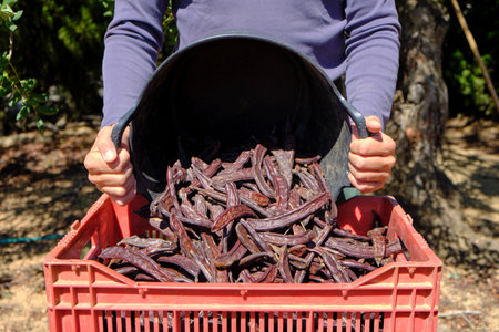 a farmer man fills a red plastic crate with carob pods from a plastic basket in a carob orchard in Spainの写真素材