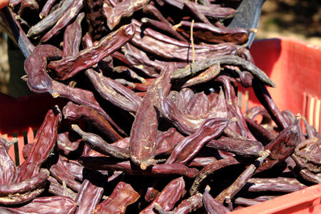 fills a red plastic crate with carob pods from a plastic basket freshly harvested in a carob grove in spainの写真素材