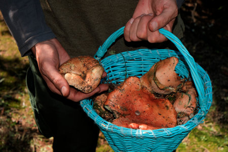 a man holds a basket full of rovellons, the catalan name for red pine mushrooms, freshly collected in the woods in Catalonia, Spainの写真素材