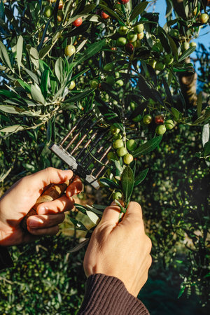 a man uses a comb-like tool to harvest some arbequina olives in an olive grove in Spain, on a sunny...
