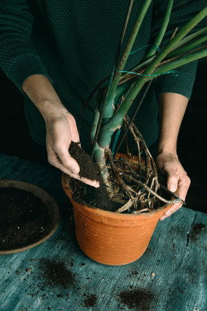 a caucasian man, at a gray rustic table, is replanting a monstera plant in a terracotta flowerpotの写真素材