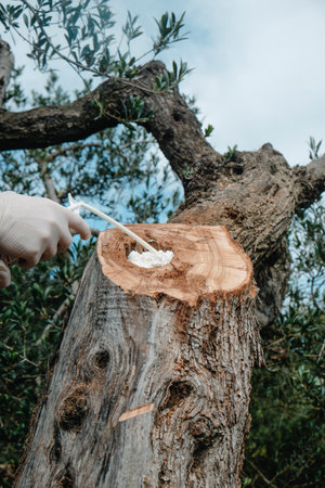 closeup of a man, wearing disposable gloves, filling with foam spray a hole in the trunk of an olive tree, in an olive groveの写真素材