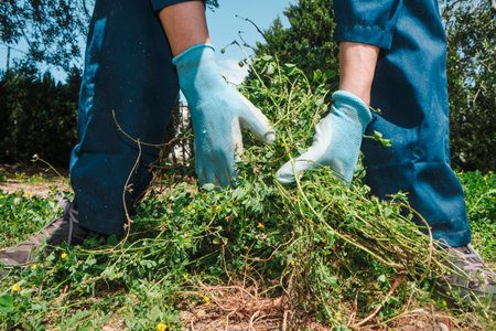 a closeup of a caucasian man wearing work gloves pulling grown weeds from farmland with his handsの写真素材