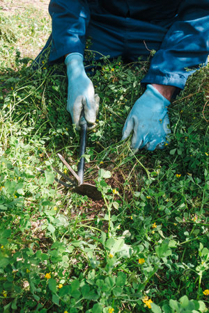 a closeup of a man, wearing work gloves, using a tool to remove grown weeds from farmlandの写真素材