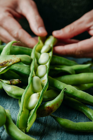 closeup of a man taking some broad beans out of its pod, at a rustic gray wooden table full of broad bean podsの写真素材