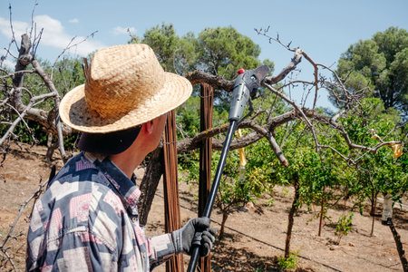 a man wearing a straw hat trims a dry tree branch using a telescopic pruning chainsaw in an orchard under the bright summer sun with blue sky and green trees aroundの写真素材
