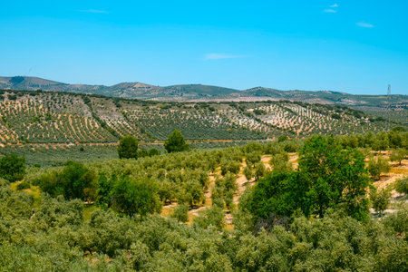 vast olive groves neatly aligned across rolling hills and small valleys in the province of Malaga, Spain, on a sunny spring dayの写真素材