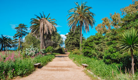 path lined with palm trees and lush greenery on Ile Saint-Honorat in Cannes, France, leading towards the Lerins Abbey, with the small Saint Pierre Chapel in the backgroundの写真素材