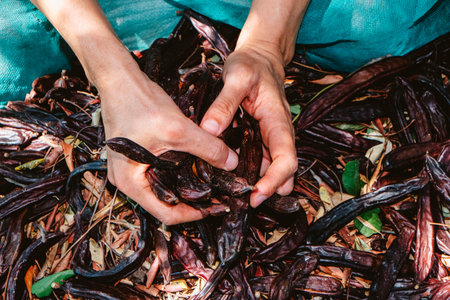 a close-up shows the hands of a man clutching several brown carob pods on green nets spread under...