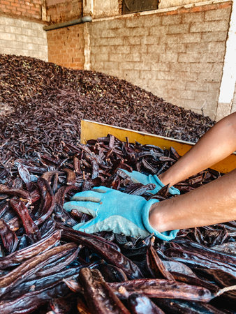 a worker wearing blue gloves moves a large amount of ripe carob pods while emptying the trailer into a storage area where piles of fruit accumulate against the brick wall in Spainの写真素材
