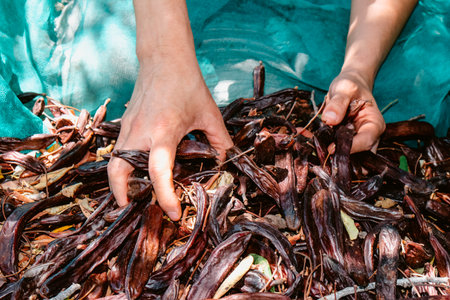the hands of a man pick up a handful of ripe carob pods from nets full of fruit on the ground during harvest season in a plantation in Spainの写真素材