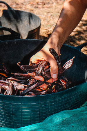 a close up shows the hand of a farmer grabing freshly harvested carob pods over a black plastic basket filled with more fruit during seasonal cultivation work in a plantation in Spainの写真素材