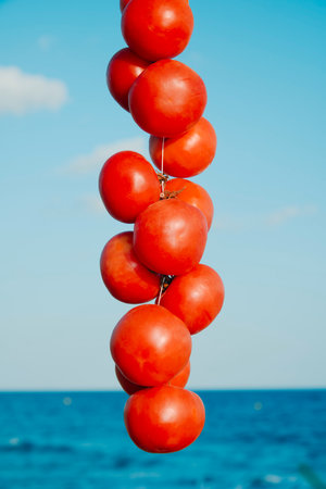 vertical view of Spanish tomates de colgar, tomatoes for hanging, stacked along a taut thread under a clear sky with deep blue water in the backgroundの写真素材