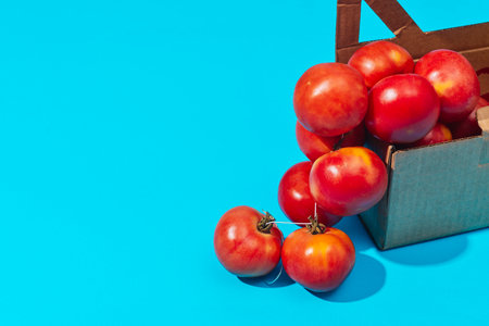 string of tomates de colgar, Spanish tomatoes for hanging, emerging from a cardboard box on bright blue, rustic meets modern minimalismの写真素材
