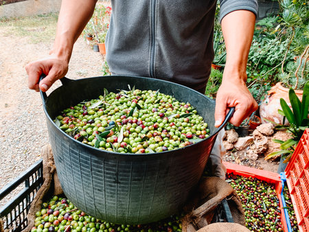 low perspective on a farmer lifting a deep basket loaded with arbequina olives above burlap and plastic crates, garden plants around, Spainの写真素材