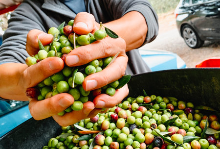 close-up of a man grabbing a fresh handful of arbequina olives above a large bin, glossy green fruit mixed with leaves during harvest in Spainの写真素材