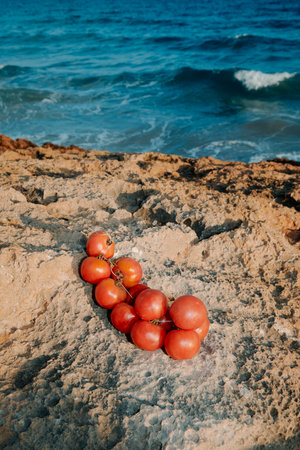a wide view shows tomates de colgar, Spanish tomatoes for hanging, arranged on rocky ground near the sea, framed by the soft light of the Mediterraneanの写真素材