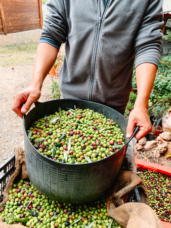 a man grips both handles of a black harvesting basket packed with arbequina olives and twigs, in a small scale olive harvest in Spainの写真素材