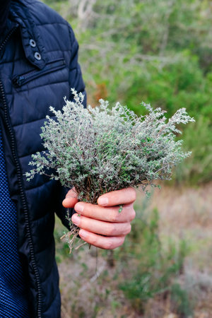 freshly harvested wild thyme is shown in the hand of a man standing in a forest, with silvery green leaves and tangled roots in natural outdoor lightの写真素材