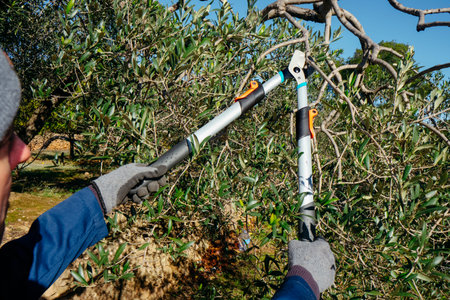 closeup of a man trimming an olive tree with telescopic pruning shears, reaching high branches while...
