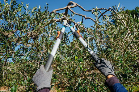 a man uses telescopic pruning shears to cut thick branches from an olive tree under a clear blue...