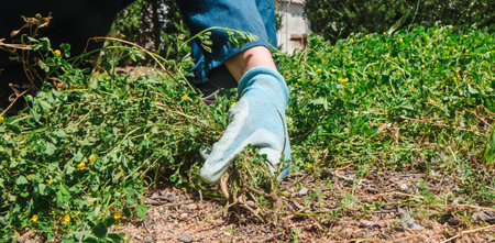 a closeup of a man wearing protective gloves pulling weeds from the ground, removing unwanted plants...