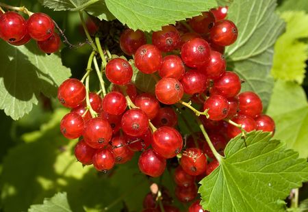 Red currant in the gardenの写真素材