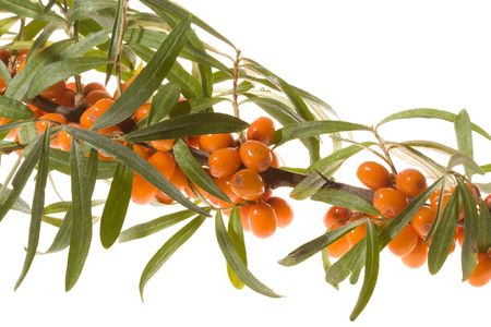 branch of sea-buckthorn with berries on white backgroundの写真素材