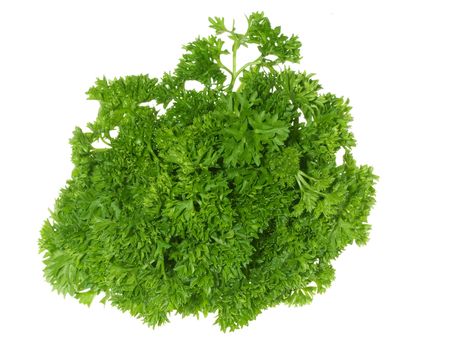 green parsley on white backgroundの写真素材