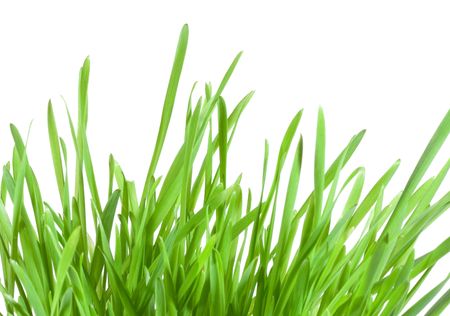 green grass on white backgroundの写真素材