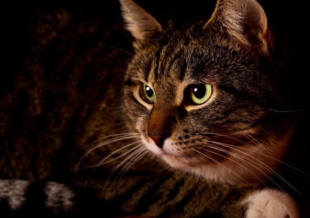 cat with green eyes on black backgroundの写真素材