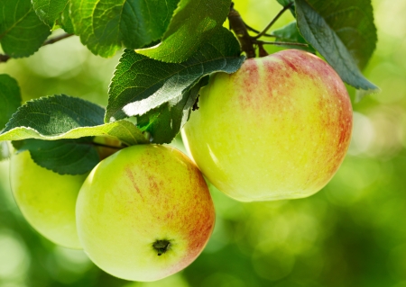 fresh apples in a gardenの写真素材