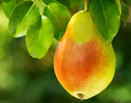 fresh pear in a gardenの写真素材