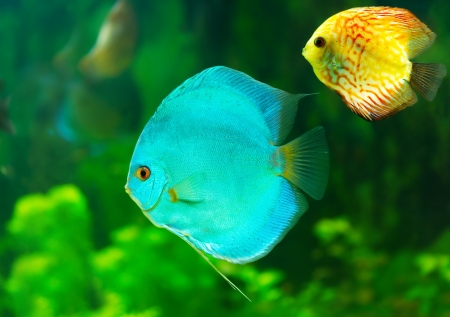 tropical discus fishの写真素材