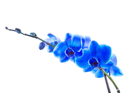 blue orchid isolated on white backgroundの写真素材