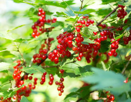 branch of red currant in a gardenの写真素材