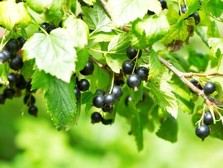 branch of black currant in a gardenの写真素材