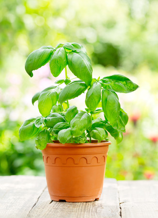 green basil in a pot on wooden tableの写真素材