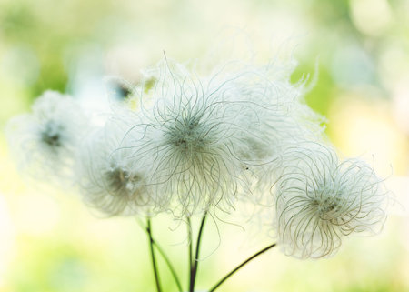 clematis seed head on green background
