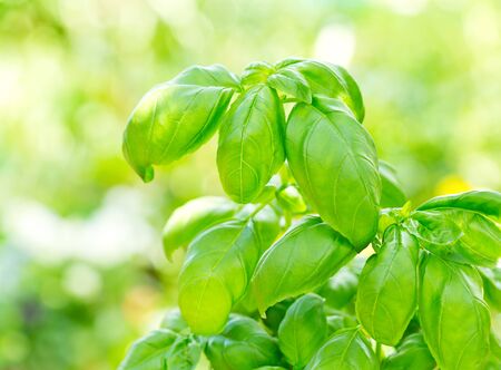 fresh green basilの写真素材
