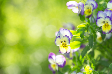 various viola flowers on green backgroundの写真素材