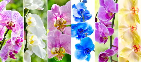 collage of various orchid flowers in a gardenの写真素材