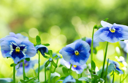 close up of pansy flower growing in the gardenの写真素材