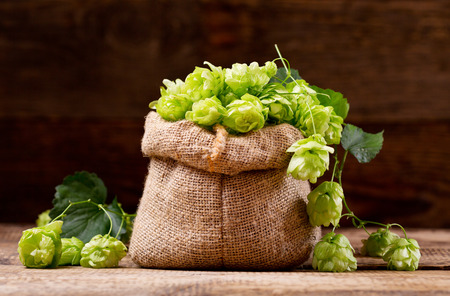 Fresh green hops in sack on wooden tableの写真素材
