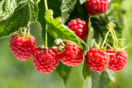 branch of ripe raspberries in a garden