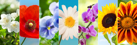 collage of various summer flowers