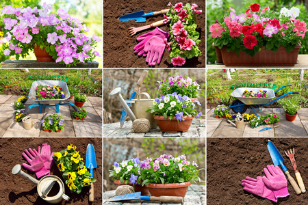 garden collage of various types of gardening tools and summer flowersの写真素材
