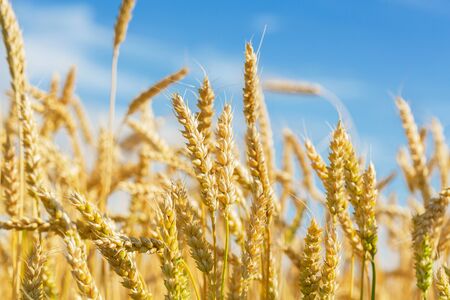 Close up of wheat ears. Field of wheat in a summer day. Harvesting periodの写真素材