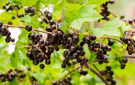 branch of ripe black currant in a garden on green backgroundの写真素材