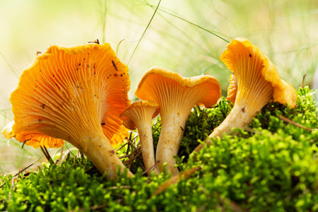 Close up of chanterelle mushrooms in a forest. Edible mushrooms
